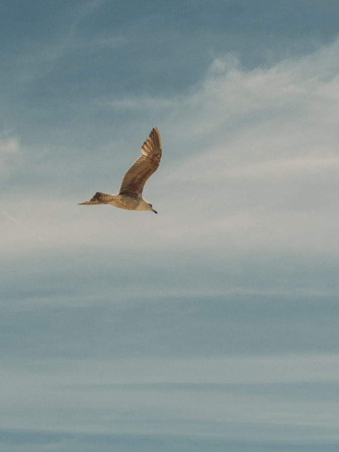 federico-fioravanti-RSA3pnGxPTQ-unsplash