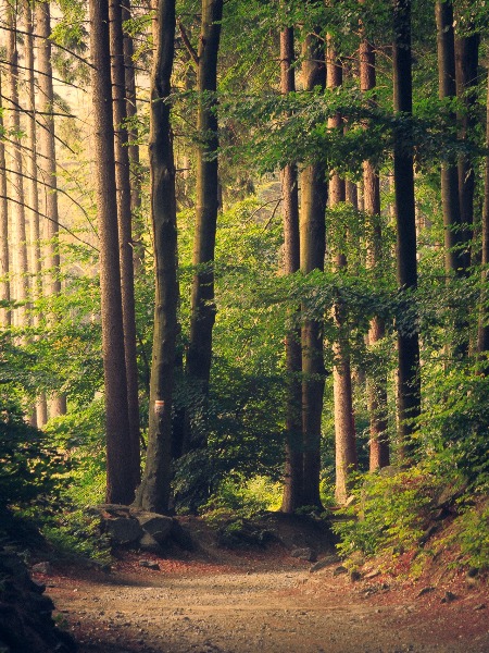 lukasz-szmigiel-jFCViYFYcus-unsplash_edi